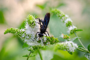 Great Black Digger Wasp